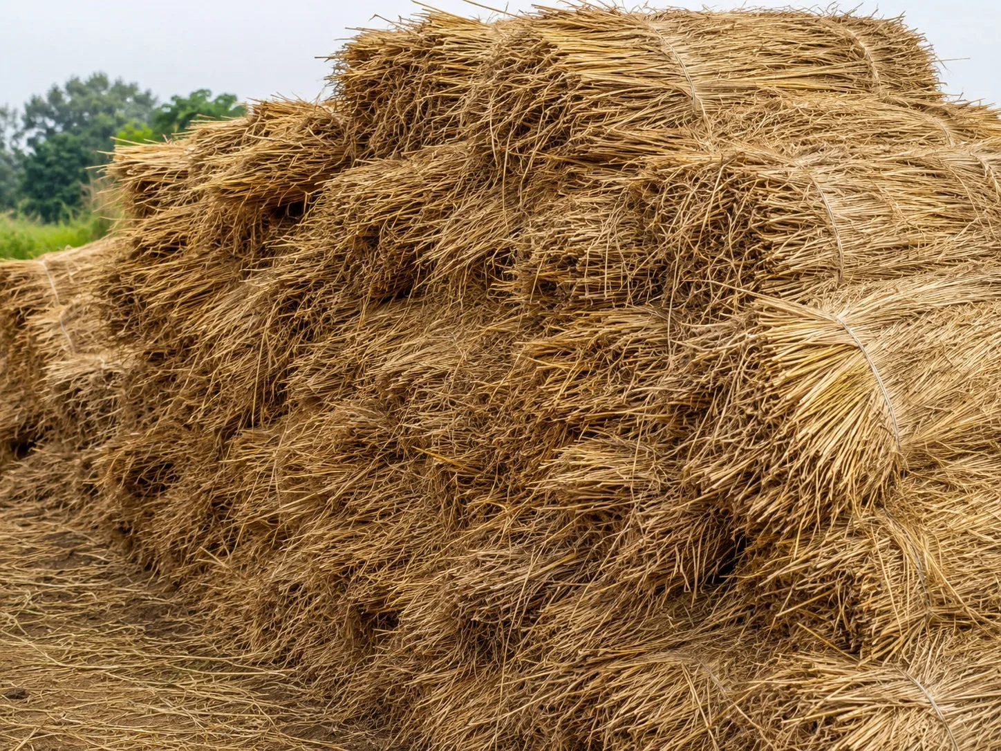 Rice straw